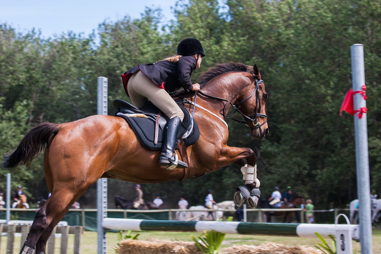 Equestrian show jumping competition near Ocala FL